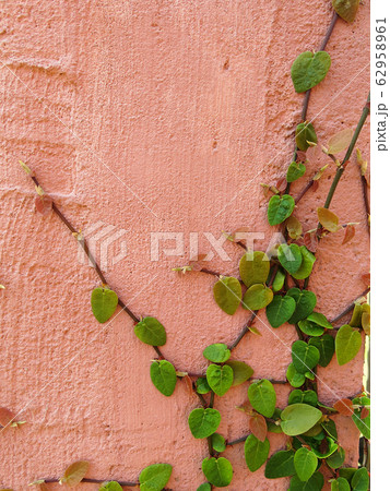 green ivy on pink wall texture background green ivy on pink wall texture background 62958961