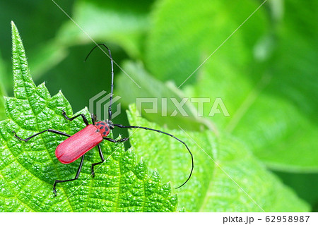 ベニカミキリ 62958987