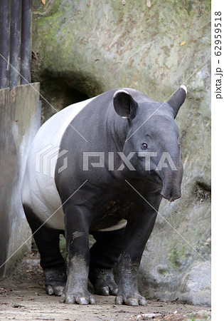 マレーバク 62959518