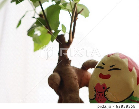 ガジュマルの精霊キジムナー 62959559