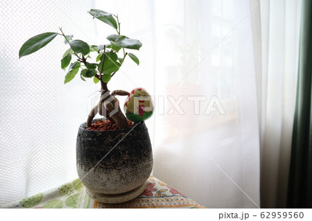 多幸の木　ガジュマル 62959560