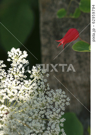 クレマチス・スカーレット 62959794