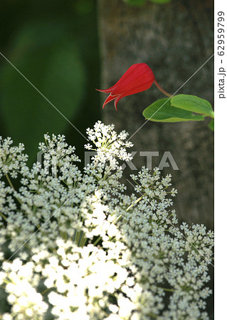 クレマチス・スカーレット 62959799