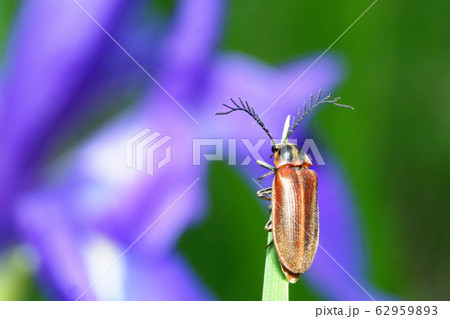 ヒゲナガハナノミ 62959893