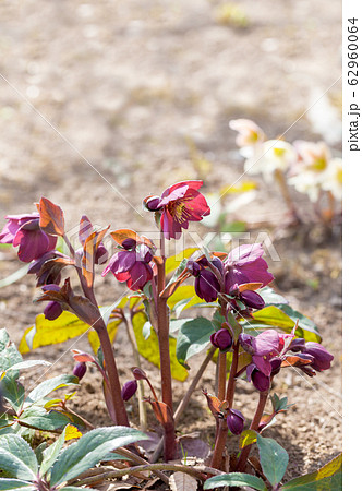 クリスマスローズ クリスマスローズ 62960064