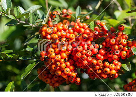 オレンジ色のピラカンサスの実 オレンジ色のピラカンサスの実 62960306