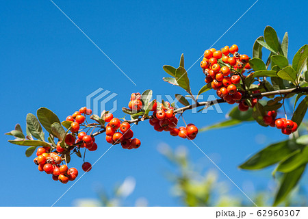 青空の下のオレンジ色のピラカンサスの実 青空の下のオレンジ色のピラカンサスの実 62960307