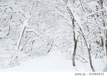 雪の林間 雪の林間 62960635