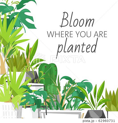 Wild tropical house plants vector illustration, home garden decor. Print design with terrarium and lettering, bloom where you are planted. Monstera, cacti and succulent leaves. 62960731