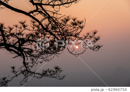 Silhouetted branches of pine trees with morning 62960750
