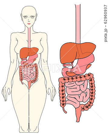 消化器構造２イラストのイラスト素材