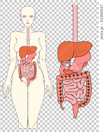 消化器構造２イラストのイラスト素材