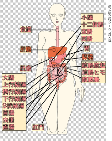 消化器構造イラスト 消化器構造イラスト 62960938