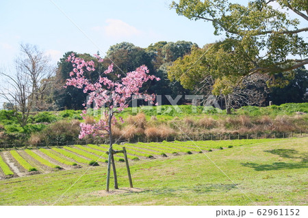 河津桜満開 62961152