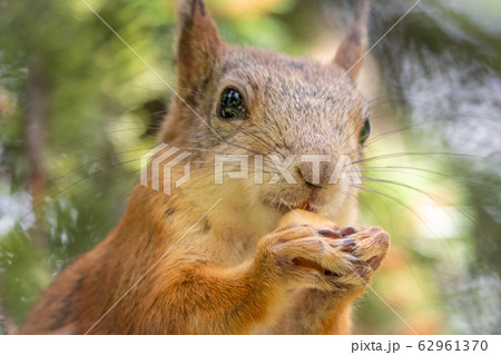 Portrait of a squirrel with a nut 62961370