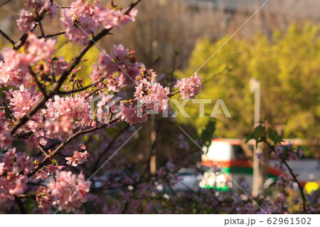 桜 さくら サクラ 62961502