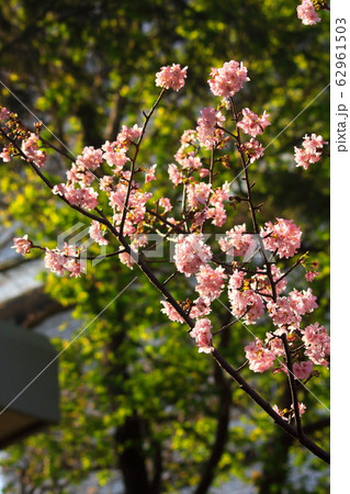 桜 さくら サクラ 62961503