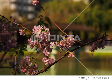 桜 さくら サクラ 62961504