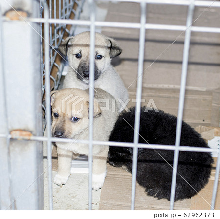 three little puppies in the shelter cage 62962373
