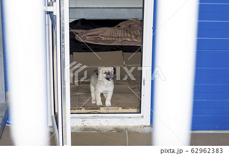 beautiful puppy peeking out of the house in the beautiful puppy peeking out of the house in the 62962383
