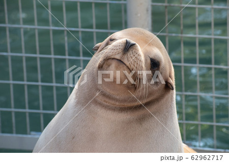 アザラシ 62962717