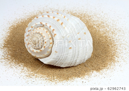 Sea shell in sand 62962743