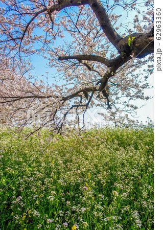 玉堤通り、土手の桜とハマダイコンの花 62963360