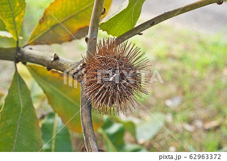 スワンプバンクシアの花 62963372