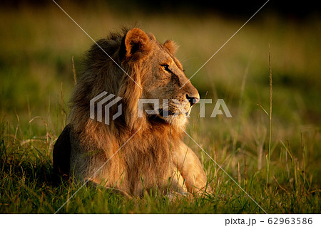 Male lion lies in grass looking right 62963586