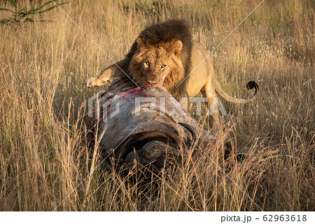Male lion grappling with kill watches camera 62963618