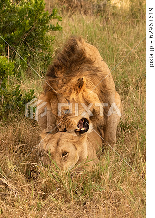 Male lion growling while mating with female Male lion growling while mating with female 62963619