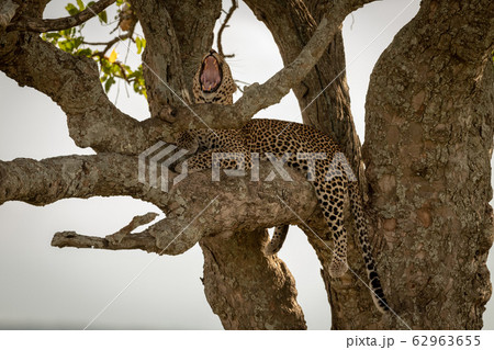 Male leopard yawns widely while straddling branch 62963655