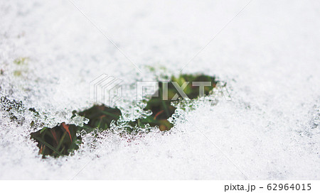 溶ける雪から覗く緑 62964015