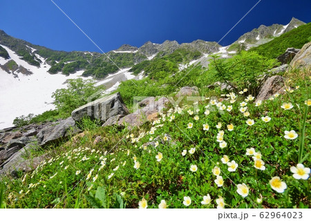 花咲く北アルプス 涸沢カール 62964023