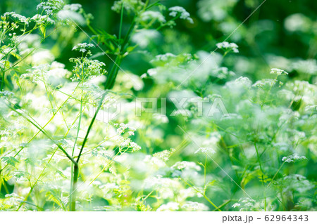 シャクの花の写真素材