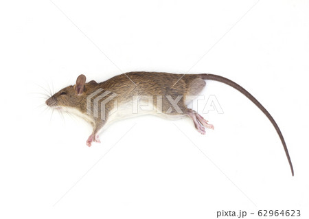 dead rat isolated on white background, 62964623