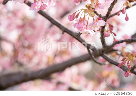桜 桜 62964850
