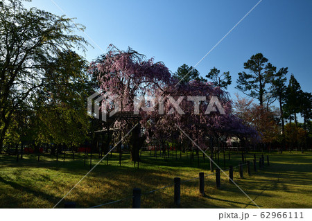 上賀茂神社の桜 62966111
