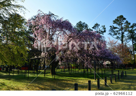 上賀茂神社の桜 62966112