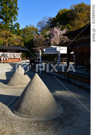 上賀茂神社の桜 62966640