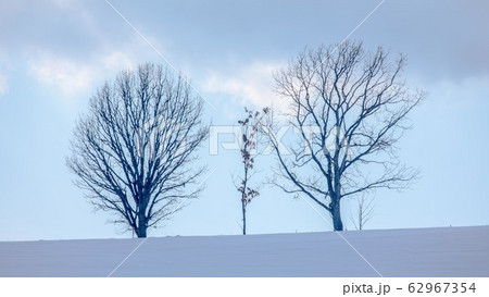 冬の美瑛 親子の木 冬の美瑛 親子の木 62967354