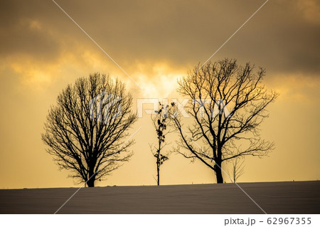 冬の美瑛 親子の木 62967355