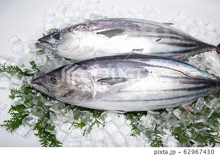 カツオ 62967430