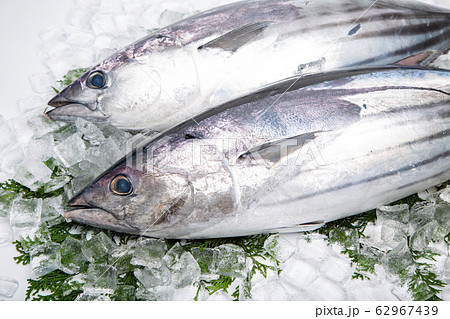 カツオ カツオ 62967439
