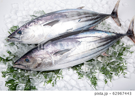 カツオ 62967443