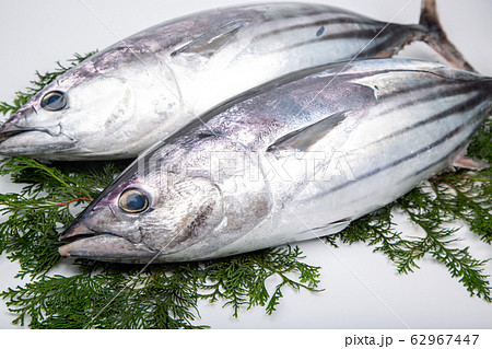 カツオの写真素材 [62967447] - PIXTA