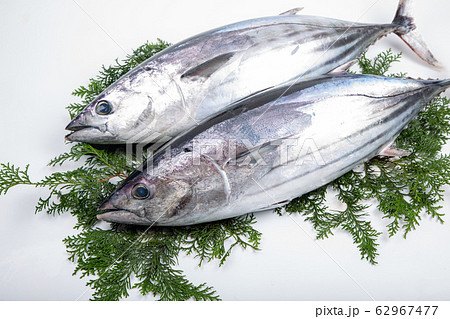 カツオ カツオ 62967477