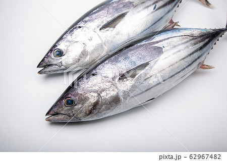 カツオの写真素材 [62967482] - PIXTA