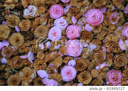 咲いて散った椿 咲いて散った椿 62969227