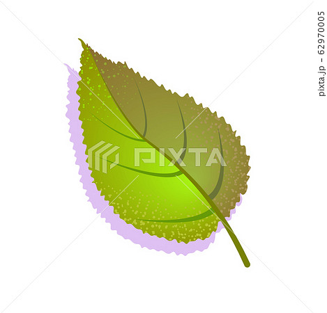 Green elm leaf textured with shadow, isolated on white background. Realistic single nature icon, ecology symbol flat element. Stock vector illustration. logo design 62970005